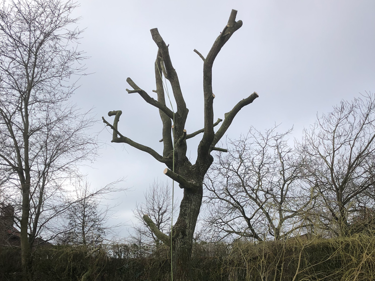 Bomen snoeien zagen